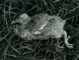 Fallen Chick